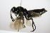 ( - BC ZSM HYM 15833)  @12 [ ] CreativeCommons - Attribution Non-Commercial Share-Alike (2015) Unspecified SNSB, Zoologische Staatssammlung Muenchen