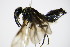  ( - BC ZSM HYM 15836)  @12 [ ] CreativeCommons - Attribution Non-Commercial Share-Alike (2015) Unspecified SNSB, Zoologische Staatssammlung Muenchen