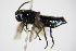  ( - BC ZSM HYM 15837)  @12 [ ] CreativeCommons - Attribution Non-Commercial Share-Alike (2015) Unspecified SNSB, Zoologische Staatssammlung Muenchen