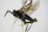  ( - BC ZSM HYM 15851)  @13 [ ] CreativeCommons - Attribution Non-Commercial Share-Alike (2015) Unspecified SNSB, Zoologische Staatssammlung Muenchen