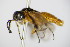  ( - BC ZSM HYM 15931)  @12 [ ] CreativeCommons - Attribution Non-Commercial Share-Alike (2015) Unspecified SNSB, Zoologische Staatssammlung Muenchen