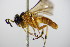  ( - BC ZSM HYM 15932)  @12 [ ] CreativeCommons - Attribution Non-Commercial Share-Alike (2015) Unspecified SNSB, Zoologische Staatssammlung Muenchen