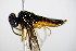  ( - BC ZSM HYM 15945)  @12 [ ] CreativeCommons - Attribution Non-Commercial Share-Alike (2015) Unspecified SNSB, Zoologische Staatssammlung Muenchen