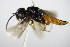  ( - BC ZSM HYM 15946)  @12 [ ] CreativeCommons - Attribution Non-Commercial Share-Alike (2015) Unspecified SNSB, Zoologische Staatssammlung Muenchen