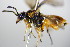  (Athalia rufoscutellata - BC ZSM HYM 15951)  @13 [ ] CreativeCommons - Attribution Non-Commercial Share-Alike (2015) Unspecified SNSB, Zoologische Staatssammlung Muenchen