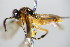  ( - BC ZSM HYM 15953)  @12 [ ] CreativeCommons - Attribution Non-Commercial Share-Alike (2015) Unspecified SNSB, Zoologische Staatssammlung Muenchen