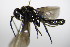  ( - BC ZSM HYM 15960)  @12 [ ] CreativeCommons - Attribution Non-Commercial Share-Alike (2015) Unspecified SNSB, Zoologische Staatssammlung Muenchen