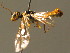  ( - BC ZSM HYM 15982)  @12 [ ] CreativeCommons - Attribution Non-Commercial Share-Alike (2015) Unspecified SNSB, Zoologische Staatssammlung Muenchen
