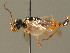  ( - BC ZSM HYM 15984)  @13 [ ] CreativeCommons - Attribution Non-Commercial Share-Alike (2015) Unspecified SNSB, Zoologische Staatssammlung Muenchen