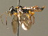  ( - BC ZSM HYM 15985)  @12 [ ] CreativeCommons - Attribution Non-Commercial Share-Alike (2015) Unspecified SNSB, Zoologische Staatssammlung Muenchen