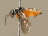  ( - BC ZSM HYM 15996)  @11 [ ] CreativeCommons - Attribution Non-Commercial Share-Alike (2015) Unspecified SNSB, Zoologische Staatssammlung Muenchen