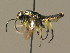  ( - BC ZSM HYM 16000)  @12 [ ] CreativeCommons - Attribution Non-Commercial Share-Alike (2015) Unspecified SNSB, Zoologische Staatssammlung Muenchen