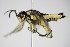  ( - BC ZSM HYM 16065)  @13 [ ] CreativeCommons - Attribution Non-Commercial Share-Alike (2015) Unspecified SNSB, Zoologische Staatssammlung Muenchen