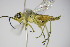 ( - BC ZSM HYM 16071)  @13 [ ] CreativeCommons - Attribution Non-Commercial Share-Alike (2015) Unspecified SNSB, Zoologische Staatssammlung Muenchen