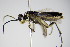  ( - BC ZSM HYM 16094)  @13 [ ] CreativeCommons - Attribution Non-Commercial Share-Alike (2015) Unspecified SNSB, Zoologische Staatssammlung Muenchen