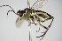  ( - BC ZSM HYM 16095)  @13 [ ] CreativeCommons - Attribution Non-Commercial Share-Alike (2015) Unspecified SNSB, Zoologische Staatssammlung Muenchen