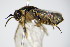  ( - BC ZSM HYM 16109)  @13 [ ] CreativeCommons - Attribution Non-Commercial Share-Alike (2015) Unspecified SNSB, Zoologische Staatssammlung Muenchen