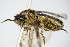  ( - BC ZSM HYM 16112)  @11 [ ] CreativeCommons - Attribution Non-Commercial Share-Alike (2015) Unspecified SNSB, Zoologische Staatssammlung Muenchen
