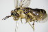  ( - BC ZSM HYM 16113)  @12 [ ] CreativeCommons - Attribution Non-Commercial Share-Alike (2015) Unspecified SNSB, Zoologische Staatssammlung Muenchen