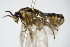  ( - BC ZSM HYM 16114)  @12 [ ] CreativeCommons - Attribution Non-Commercial Share-Alike (2015) Unspecified SNSB, Zoologische Staatssammlung Muenchen