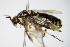  ( - BC ZSM HYM 16115)  @12 [ ] CreativeCommons - Attribution Non-Commercial Share-Alike (2015) Unspecified SNSB, Zoologische Staatssammlung Muenchen