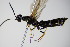  ( - BC ZSM HYM 16130)  @12 [ ] CreativeCommons - Attribution Non-Commercial Share-Alike (2015) Unspecified SNSB, Zoologische Staatssammlung Muenchen