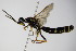  ( - BC ZSM HYM 16131)  @13 [ ] CreativeCommons - Attribution Non-Commercial Share-Alike (2015) Unspecified SNSB, Zoologische Staatssammlung Muenchen