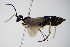  ( - BC ZSM HYM 16134)  @12 [ ] CreativeCommons - Attribution Non-Commercial Share-Alike (2015) Unspecified SNSB, Zoologische Staatssammlung Muenchen