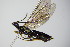 ( - BC ZSM HYM 16135)  @13 [ ] CreativeCommons - Attribution Non-Commercial Share-Alike (2015) Unspecified SNSB, Zoologische Staatssammlung Muenchen