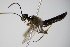  ( - BC ZSM HYM 16137)  @12 [ ] CreativeCommons - Attribution Non-Commercial Share-Alike (2015) Unspecified SNSB, Zoologische Staatssammlung Muenchen
