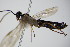 ( - BC ZSM HYM 16139)  @12 [ ] CreativeCommons - Attribution Non-Commercial Share-Alike (2015) Unspecified SNSB, Zoologische Staatssammlung Muenchen