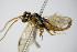 ( - BC ZSM HYM 16146)  @12 [ ] CreativeCommons - Attribution Non-Commercial Share-Alike (2015) Unspecified SNSB, Zoologische Staatssammlung Muenchen