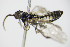  ( - BC ZSM HYM 16453)  @12 [ ] CreativeCommons - Attribution Non-Commercial Share-Alike (2015) Unspecified SNSB, Zoologische Staatssammlung Muenchen