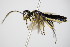  ( - BC ZSM HYM 16479)  @13 [ ] CreativeCommons - Attribution Non-Commercial Share-Alike (2015) Unspecified SNSB, Zoologische Staatssammlung Muenchen