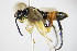  ( - BC ZSM HYM 16482)  @11 [ ] CreativeCommons - Attribution Non-Commercial Share-Alike (2015) Unspecified SNSB, Zoologische Staatssammlung Muenchen