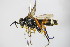  ( - BC ZSM HYM 16483)  @13 [ ] CreativeCommons - Attribution Non-Commercial Share-Alike (2015) Unspecified SNSB, Zoologische Staatssammlung Muenchen