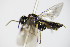 ( - BC ZSM HYM 16491)  @12 [ ] CreativeCommons - Attribution Non-Commercial Share-Alike (2015) Unspecified SNSB, Zoologische Staatssammlung Muenchen