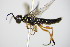 ( - BC ZSM HYM 16517)  @12 [ ] CreativeCommons - Attribution Non-Commercial Share-Alike (2015) Unspecified SNSB, Zoologische Staatssammlung Muenchen