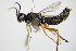  ( - BC ZSM HYM 16518)  @13 [ ] CreativeCommons - Attribution Non-Commercial Share-Alike (2015) Unspecified SNSB, Zoologische Staatssammlung Muenchen