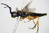  ( - BC ZSM HYM 16519)  @12 [ ] CreativeCommons - Attribution Non-Commercial Share-Alike (2015) Unspecified SNSB, Zoologische Staatssammlung Muenchen