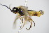  ( - BC ZSM HYM 16817)  @13 [ ] CreativeCommons - Attribution Non-Commercial Share-Alike (2015) Unspecified SNSB, Zoologische Staatssammlung Muenchen