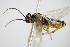  ( - BC ZSM HYM 16822)  @13 [ ] CreativeCommons - Attribution Non-Commercial Share-Alike (2015) Unspecified SNSB, Zoologische Staatssammlung Muenchen
