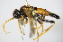  ( - BC ZSM HYM 16852)  @13 [ ] CreativeCommons - Attribution Non-Commercial Share-Alike (2015) Unspecified SNSB, Zoologische Staatssammlung Muenchen