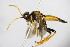  ( - BC ZSM HYM 16853)  @13 [ ] CreativeCommons - Attribution Non-Commercial Share-Alike (2015) Unspecified SNSB, Zoologische Staatssammlung Muenchen