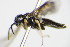  ( - BC ZSM HYM 16883)  @12 [ ] CreativeCommons - Attribution Non-Commercial Share-Alike (2015) Unspecified SNSB, Zoologische Staatssammlung Muenchen