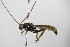  ( - BC ZSM HYM 17079)  @13 [ ] CreativeCommons - Attribution Non-Commercial Share-Alike (2015) Unspecified SNSB, Zoologische Staatssammlung Muenchen