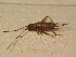  ( - GBOL 03138)  @11 [ ] CreativeCommons - Attribution Non-Commercial Share-Alike (2015) Unspecified SNSB, Zoologische Staatssammlung Muenchen