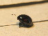  ( - GBOL 03215)  @11 [ ] CreativeCommons - Attribution Non-Commercial Share-Alike (2015) Unspecified SNSB, Zoologische Staatssammlung Muenchen