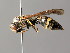  ( - BC ZSM HYM 04951)  @14 [ ] CreativeCommons - Attribution Non-Commercial Share-Alike (2014) Stefan Schmidt SNSB, Zoologische Staatssammlung Muenchen