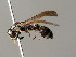  ( - BC ZSM HYM 04957)  @13 [ ] CreativeCommons - Attribution Non-Commercial Share-Alike (2014) Stefan Schmidt SNSB, Zoologische Staatssammlung Muenchen